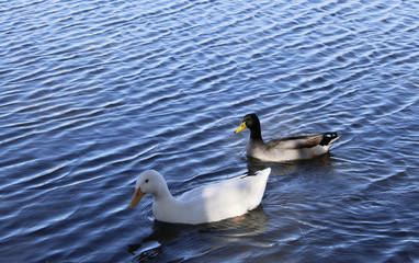 Two ducks swimming in lake with blue water