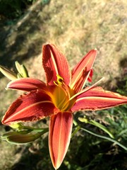 lily on black background