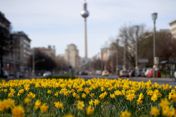 Berlin, Germany: field with yellow daffodils or easter bells and green leaves, in the background blurred cars on the street with the Berlin television tower, easter background