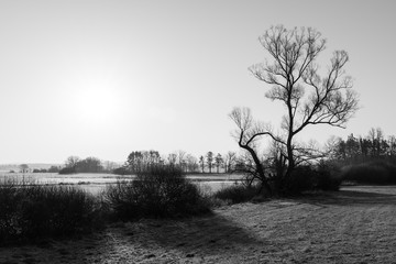 Silhouette of bare tree crown in tranquil scenery with natural meadows and sky. Black and white melancholy morning landscape after sunrise in early spring. Rural nature around Turovec, South Bohemia.