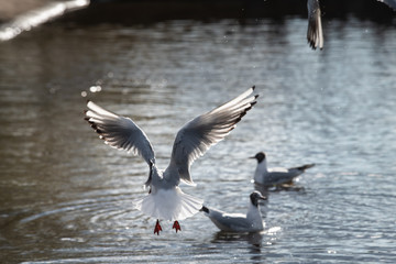 Seagull fly water spring nature lake birds sunny day light