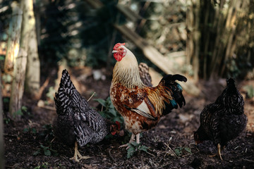 cock and hen