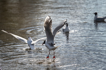 Seagull fly water spring nature lake birds sunny day light
