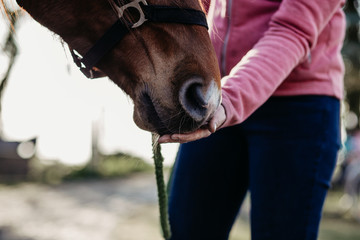 hand touch horse