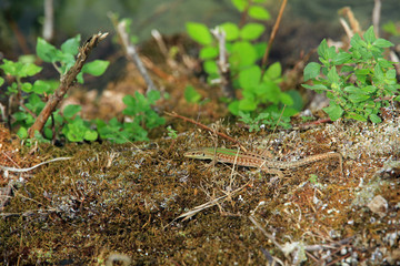 Balkan green lizard in Krka National Park, Croatia