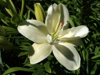 Fototapeta premium lily of the valley