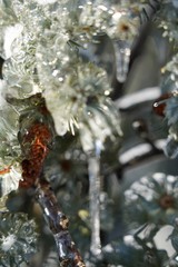 Snow and ice covered pine tree and leaves in the winter time