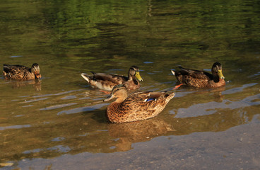 Mallards, dubbling ducks in Kozjak lake in Plitvice Lakes National Park, Croatia