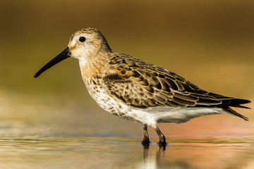 A dunlin (Calidris alpina) looking for food in the beach