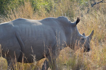 Obraz premium Safari South Africa
