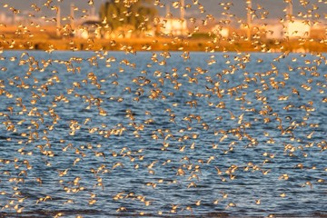 A flock of dunlins (Calidris alpina)