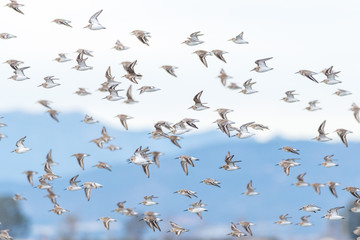 A flock of dunlins (Calidris alpina)