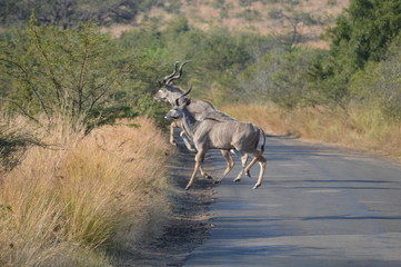 Safari South Africa