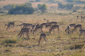 Fototapeta premium Safari South Africa