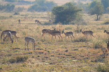 Fototapeta na wymiar Safari South Africa