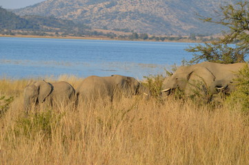 Safari South Africa