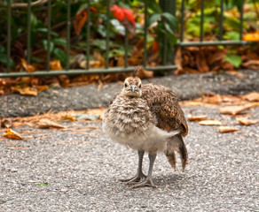 Chick of a peacock