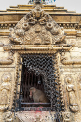 Sacred monkeys in a Stupa at Swayambhunath Monkey temple - Kathmandu, Nepal - a World Heritage Site declared by UNESCO