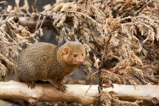 Southern dwarfish mongoose (Helogale parvula)