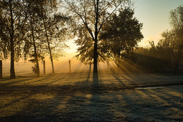 Fototapeta na wymiar Kalenderbild - Die Sonne scheint durch einen Baum, Sonnenstrahlen fallen auf gefrorenen Boden, Herbst Frühling