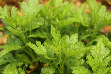 GREEN PLANTS WITH SELECTIVE FOCUS.