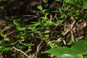 Orixa japonica male flowers / Rutaceae deciduous shrub.