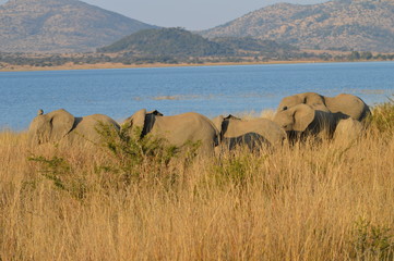 Safari South Africa