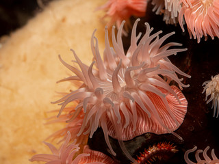 P1010079 pink-striped brooding anemone, Epiactis prolifera, British Columbia, Canada cECP 2020