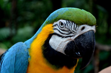 Parrot from the jungle, a common bird in the Iguazu Area