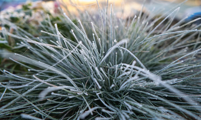 Nahaufnahme einer Graspflanze Grashalme gefroren mit kleinen Eiskristallen