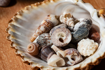 seashells a cheerful and summery ensemble from the bottom of the sea on a diffuse and colorful...
