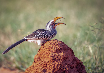 Southern Yellow-billed Hornbill eating ants 