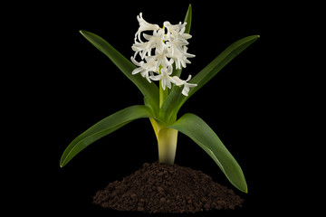White flowers of hyacinth with green leaves and heap of soil, isolated on black background