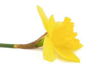 Flower of yellow Daffodil (narcissus), isolated on white background - Powered by Adobe