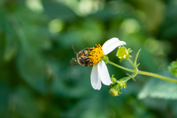 Abeja