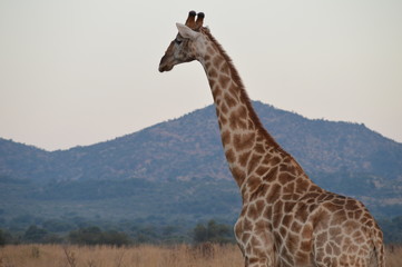 Safari South Africa