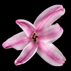 Fototapeta na wymiar Pink flower of hyacinth, isolated on black background