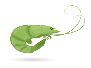Green shrimp. Raw tiger prawn. Shrimp isolated on white background. Vector illustration.