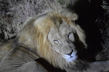 Safari South Africa