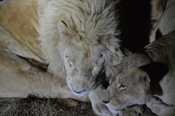 Safari South Africa