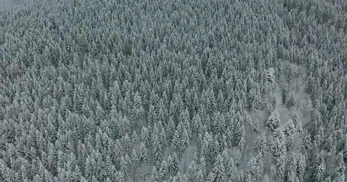 Aerial Top Down Flyover Shot of Winter Spruce and Pine Forest. Trees Covered with Snow.