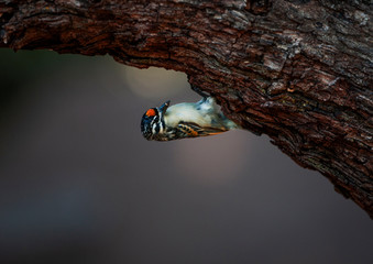 Yellow-fronted Tinkerbird seeking an early morning meal on the bark of a tree
