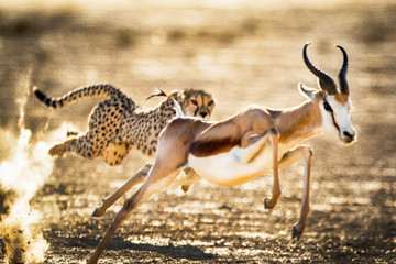 Cheetah chasing after a Springbok in the Kgalagadi National Park, South Africa - obrazy, fototapety, plakaty