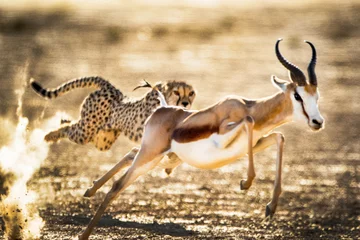 Papier Peint photo Lavable Antilope Cheetah chasing after a Springbok in the Kgalagadi National Park, South Africa