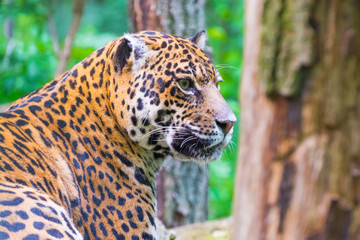Portrait of an adult spotted female jaguar