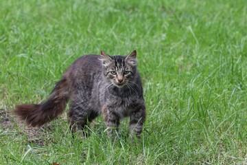 Cat on the grass field