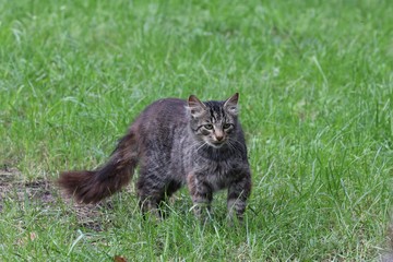 Cat on the grass field