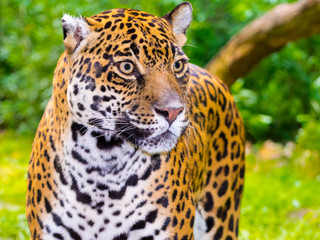 Portrait of an adult spotted female jaguar