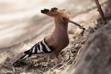Eurasian hoopoe, Upupa epops