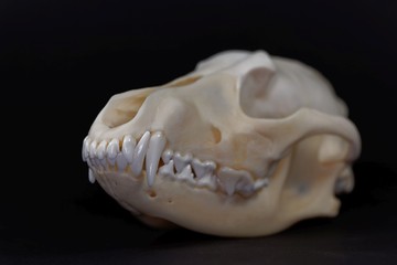 Fototapeta na wymiar Skull of a golden jackal, Canis aureus